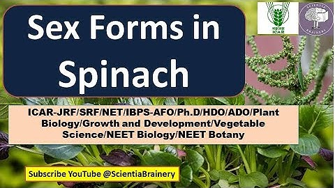 Sex Forms in Spinach/Sex Expression/NEET-Biology/ICAR- JRF /SRF/NET/NEET/AFO/UG/PG/Ph.D./ ADO/HDO