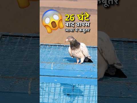 दूसरे दिन घर वापस आया कबूतर 😱 #thehomesanctuary #youtubeshorts #pigeon #bird #kabootar #noorbhai