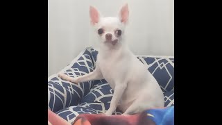 Chihuahua Missing