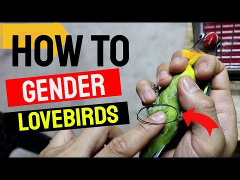 Video: Paano Masasabi Ang Pagkakaiba Sa Pagitan Ng Isang Male Lovebird