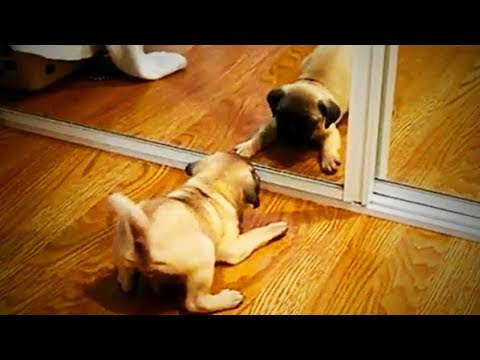 Funny Cats and