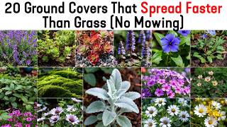 20 Ground Covers That Spread Faster Than Grass (And Rarely Need Mowing)