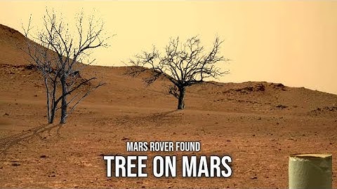 Life On Mars: Mars Rover Released 4k Video Of Trees On Mars In 4K | Mars New Video:Mars Latest Video