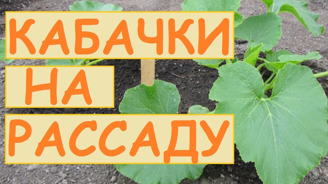 Рассада тыквы выращивание в домашних условиях. Как отличить рассаду кабачка от тыквы. Посадка кабачков на рассаду в 2024 году