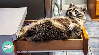 Raccoon Steals Dad's Clothes And Acts Like a Spoiled Kid | Cuddle Buddies