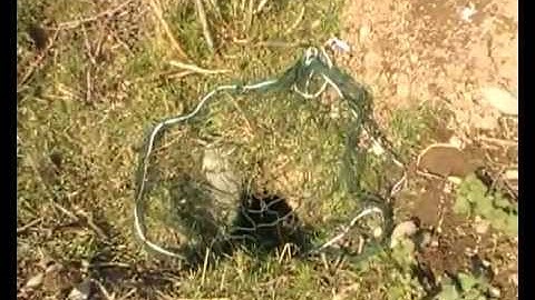 How to set a rabbit purse net # 2