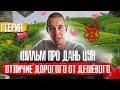 Чем отличается дорогой Даньцун от дешёвого. Чай из первых рук.