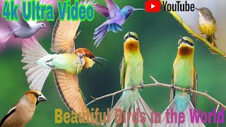 #Beautiful Relaxing Music Stop Overthinking, Stress Relief Music, Sleep Music, Calming Music#birds by YouTube bar King Hira Chauhan  53 views 5 days ago 5 minutes, 4 seconds