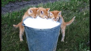 Funny Cats And Kittens Saying Yum Yum Yum While Eating And Meowing || New