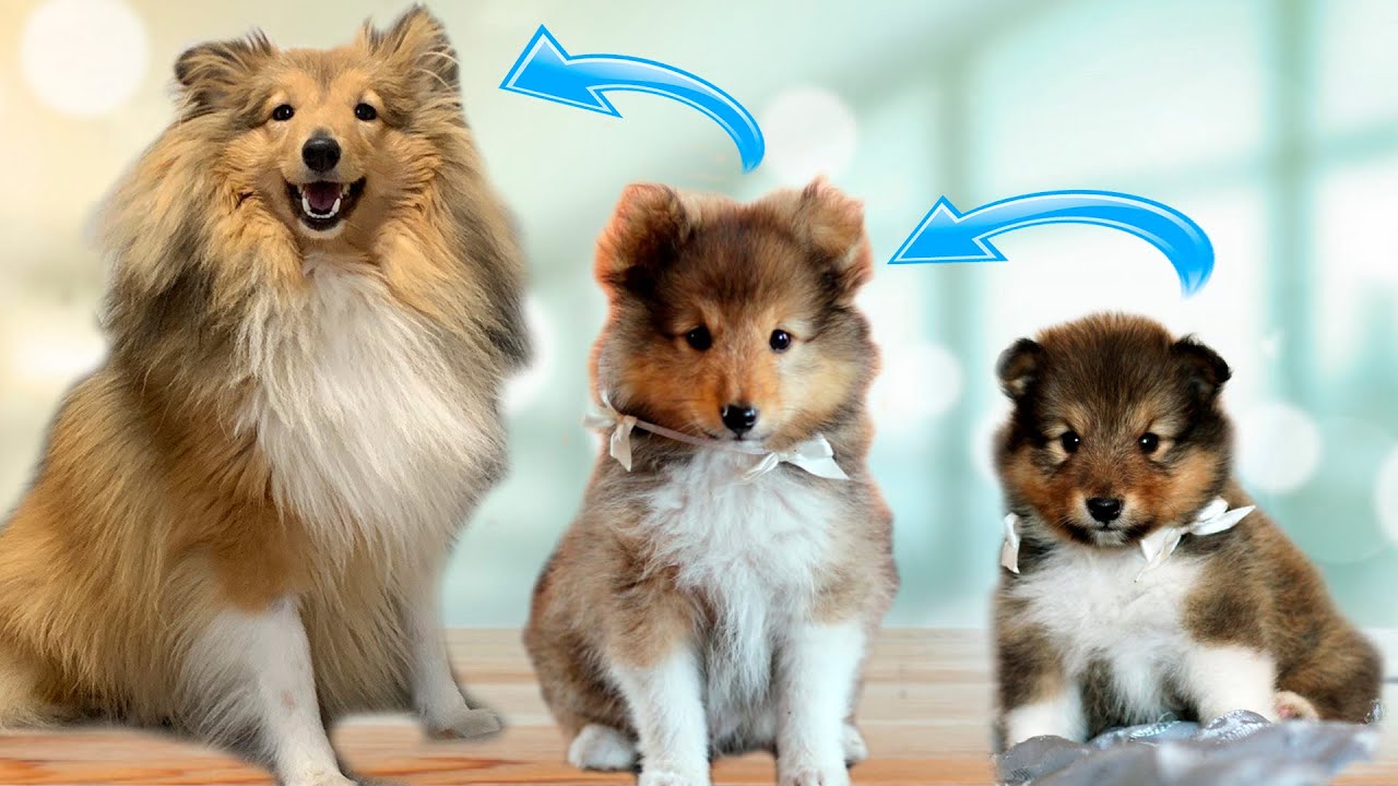 Щенок шелти: от 3 месяцев до 1 года