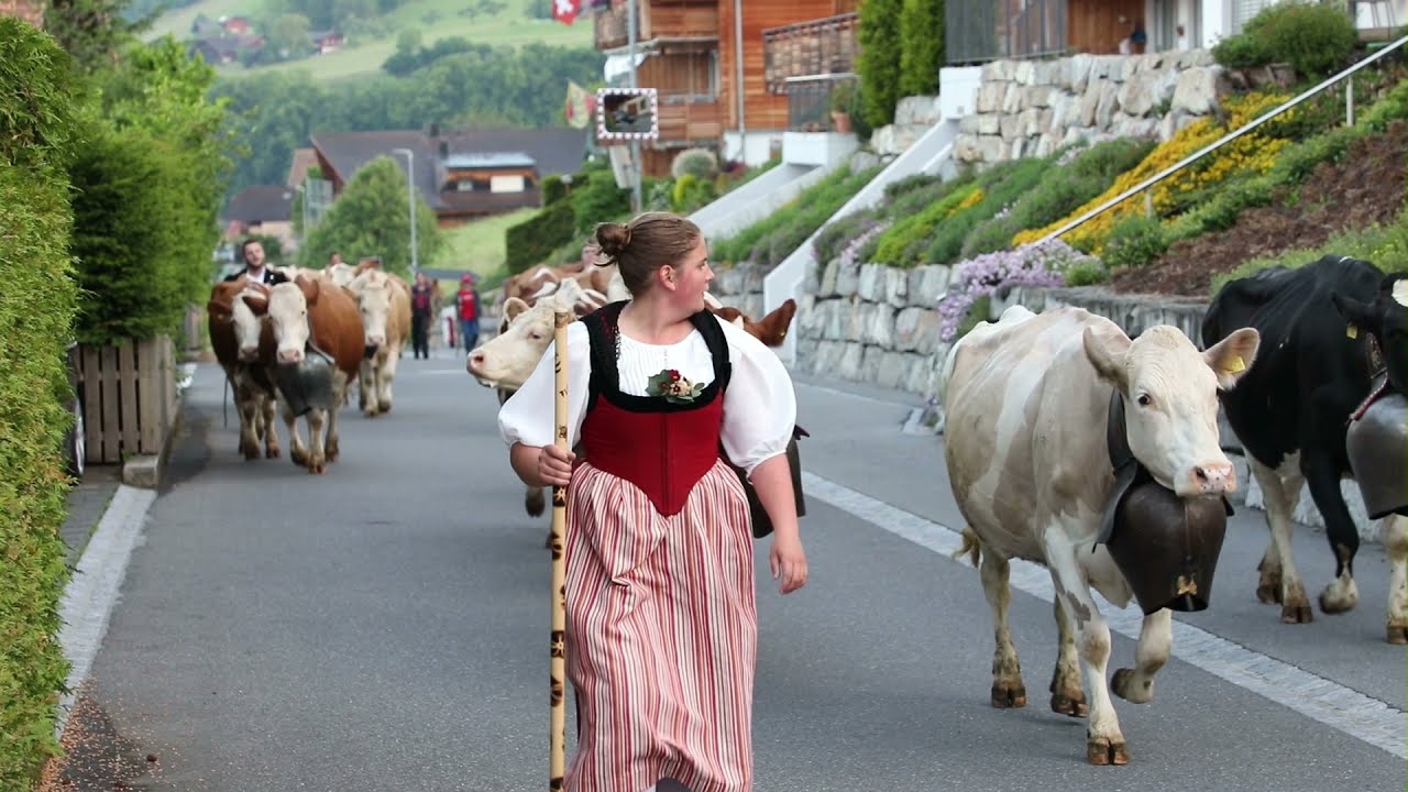 Alpaufzug Grosser Mittelberg Justistal 2021