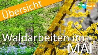 Was ist im MAI im Wald zu tun? 🌺🌳 Die wichtigsten Arbeiten im Überblick