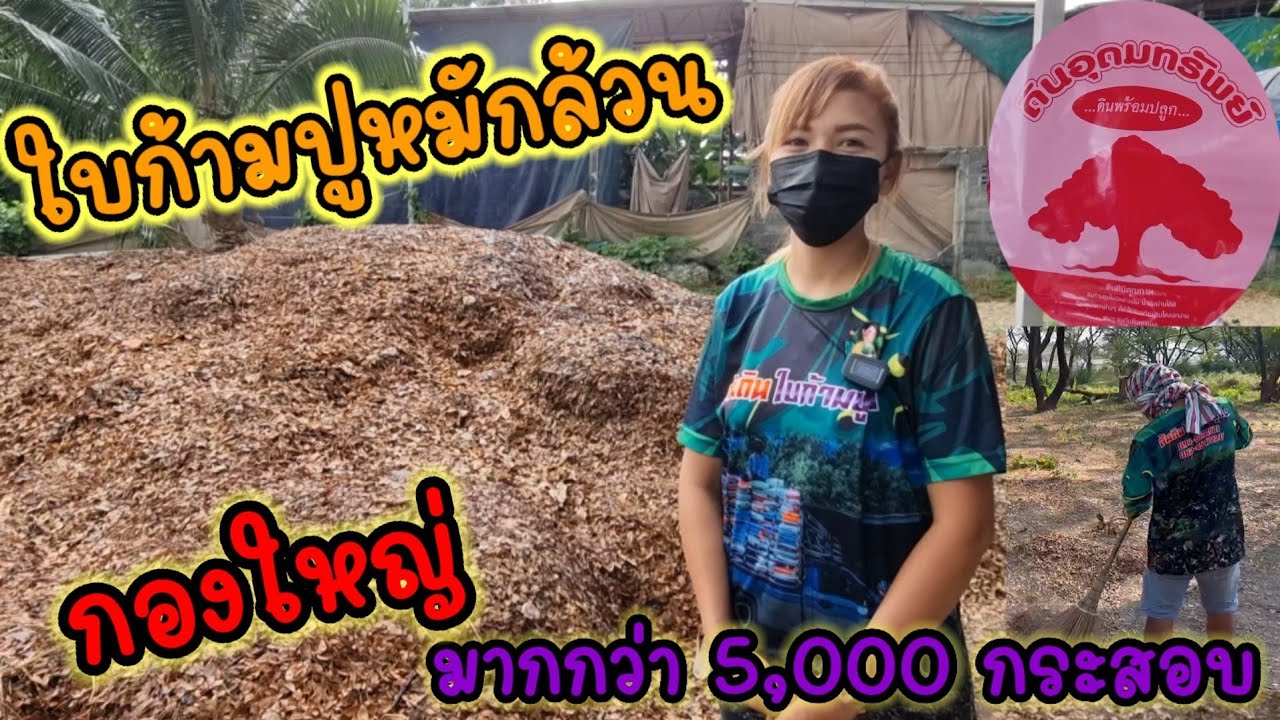 ใบก้ามปูล้วน น้องส้ม ใบก้ามปูซิ่ง | วาวา ป่าสัก