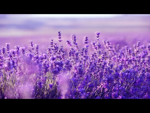 Purple Flowers: Beautiful Harp Music For Deep Sleep