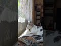 восточныйказахстан Cat цитатыосмысле 2025 кот видосыоткота котик жизнь восточныйказахстан Cat цитатыосмысле 2025 кот видосыоткота котик жизнь