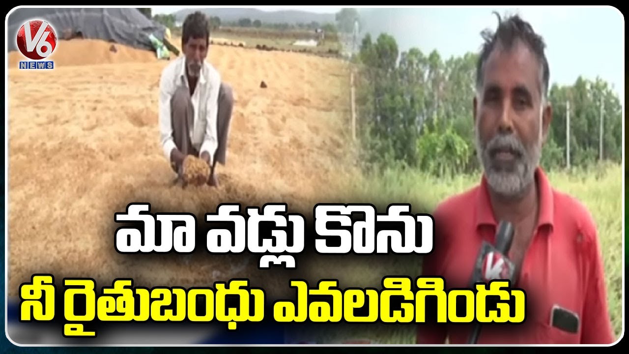 Tenant Farmers Cries After Their Crop Damage Due To Heavy Rains ...