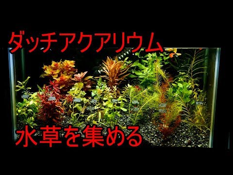 水槽231 ダッチ アクアリウム 水草を集める Tank231 Dutch Aquarium 2 Collecting Water Plants Youtube