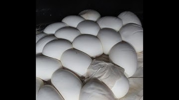 Pulling a Sumatran Short Tail Python Clutch - What a good mom!