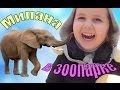 Зоопарк/ животные для детей / катаюсь на паровозике и машинке / Zoo / animals for children