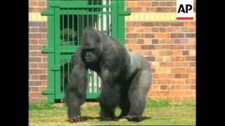 SOUTH AFRICA: MAX THE GORILLA RETURNS TO JOHANNESBURG ZOO