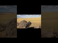 пора подписывать контракт с редбулл #warthunder
