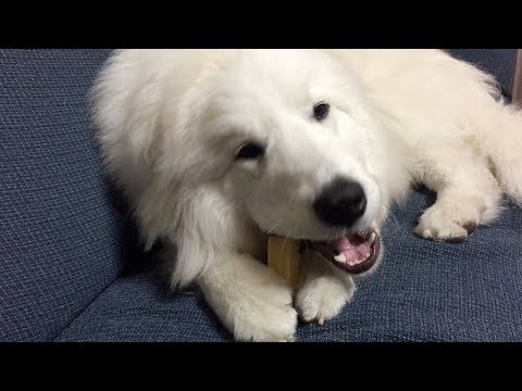 【グレートピレニーズ ・10ヶ月】ヒマラヤンドッグチューって?