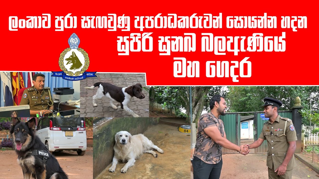 ලංකාව පුරා සැඟවුණු අපරාධකරුවන් සොයන්න හදන සුපිරි සුනඛ බලඇණියේ මහ ගෙදර