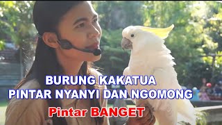 INILAH BURUNG KAKATUA YANG VIRAL PINTER NGOMONG DAN NYANYI