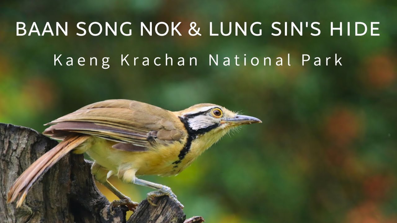 Searching for the Kalij Pheasant | Birdwatching at Kaeng Krachan National Park