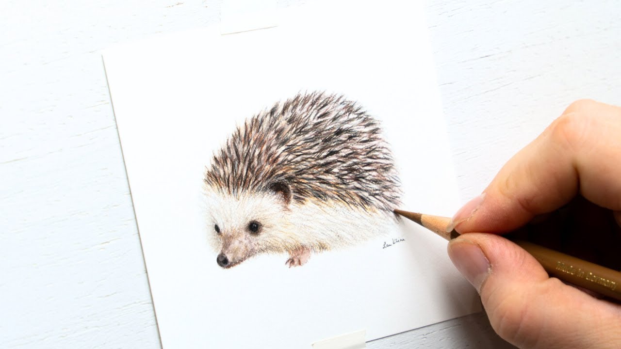 3 hours of drawing a hedgehog | colored pencil timelapse