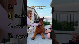 Who Won This Trend?  #funny #adorably #myanimal #dogs #animals #adoreble #mydog #cute #mypet #birds