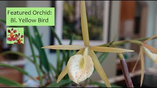 Featured Orchid:  Bl. Yellow Bird | Color Shifting Orchid Bloom | Hardy, Easy Growing Orchid