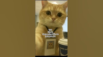 Wait what ? #cat #helpmemakethismakesense #memes #funny #cute #everyone #viralvideo