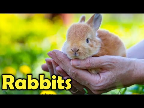 Vídeo: Bunny Care Guide: Quais os alimentos que os coelhos comem?