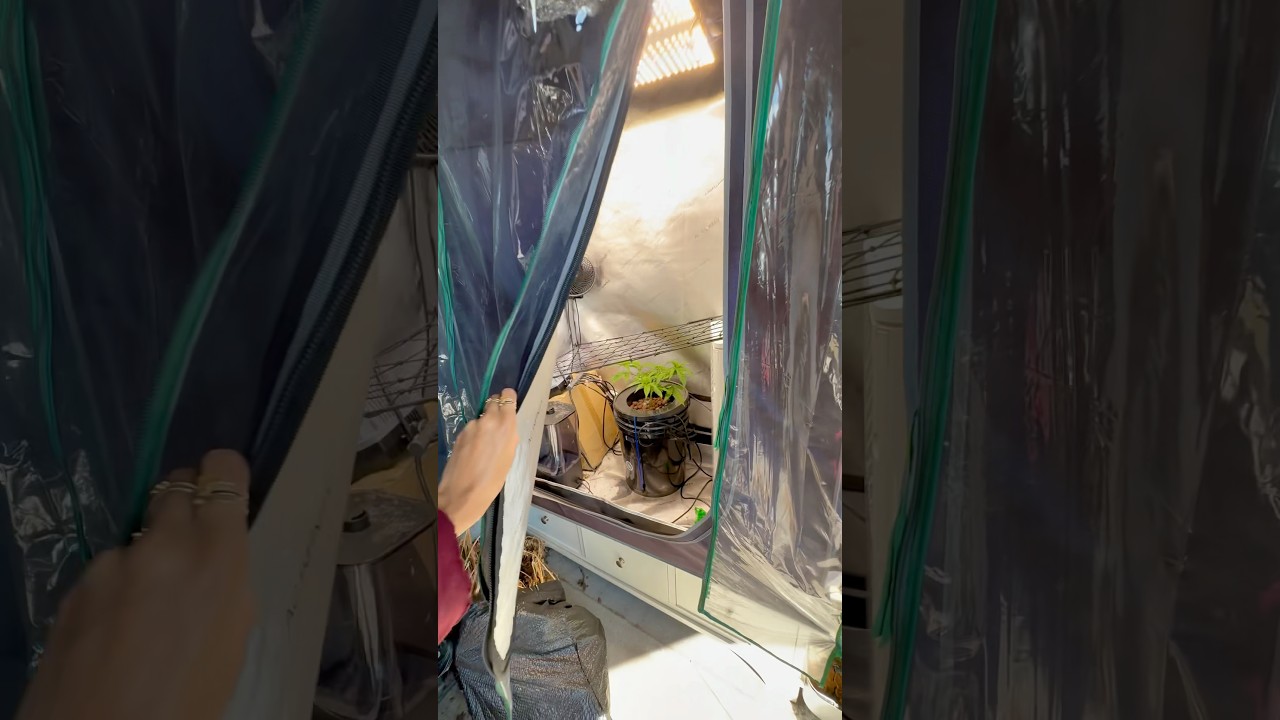The ULTIMATE Hydroponic Weed Grow Tent! 