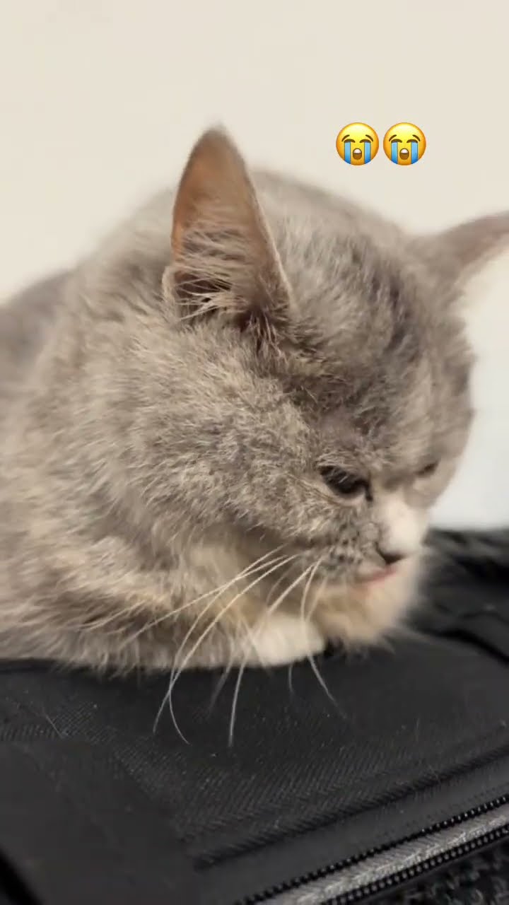 Kittyo like what am i just a car to u