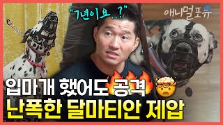 입질하는 달마티안 단숨에 제압하는 강형욱 난폭한 달마티안 훈련법은? Kbs 놓친 예능 따라잡기 220829 방송