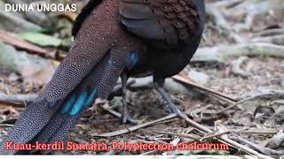 Kuau Kerdil Sumatera (Polyplectron Chalcurum) Burung Langka Nan Cantik