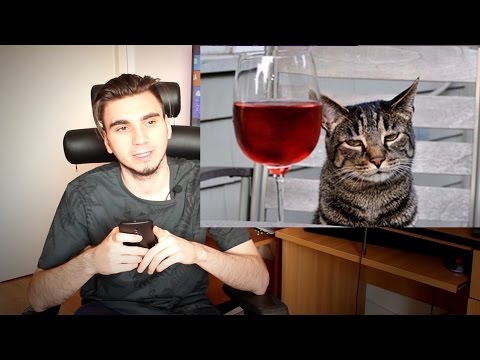 Video: Vin De Pisică - Vin Pentru Pisici