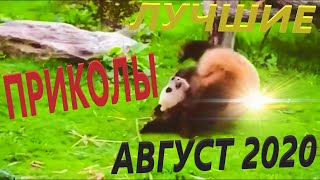 ЛУЧШИЕ ПРИКОЛЫ АВГУСТ 2020 | ЛЮТЫЕ | СМЕХ | ДО СЛЕЗ| РЖАКА | УГАР | ЧУДИКИ ИЗ СОЦСЕТЕЙ | КОШКИ |#26