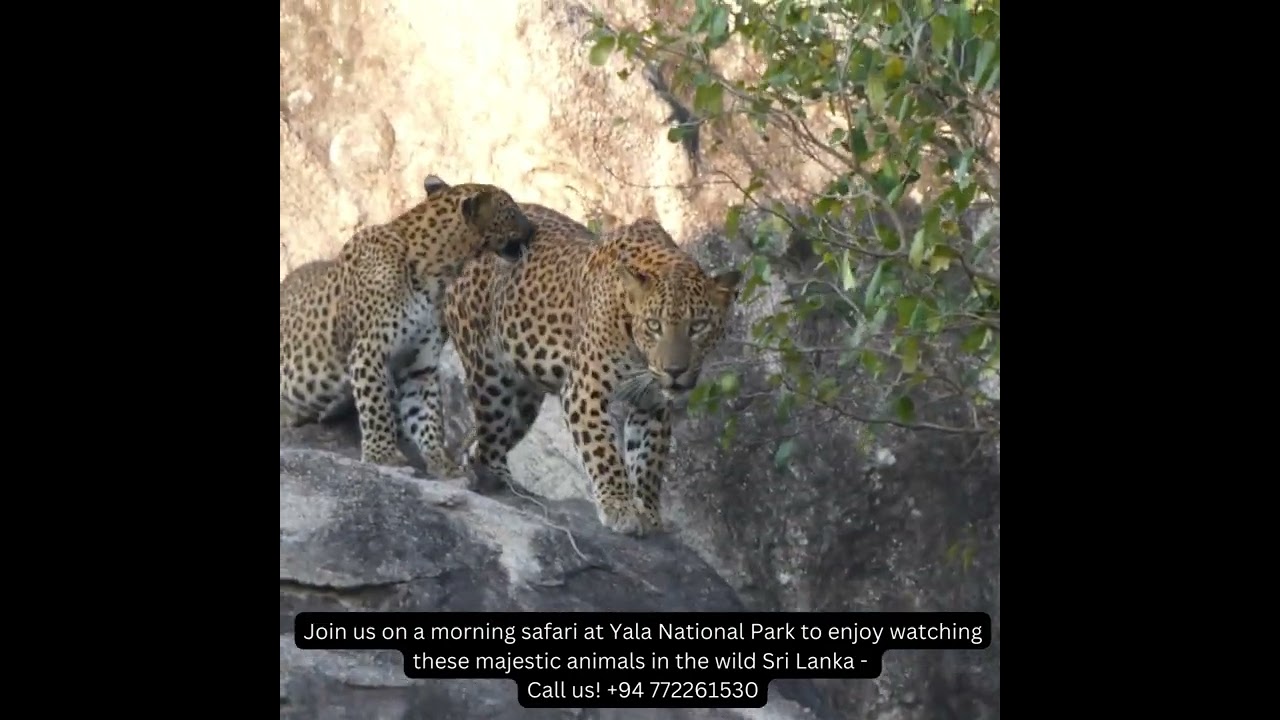 Rare Leopard sighting during Morning Safari at Yala Sri Lanka