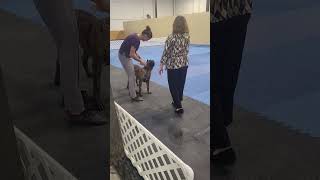 UKC Conformation | Presa Canario Judges Exam & Down / Back