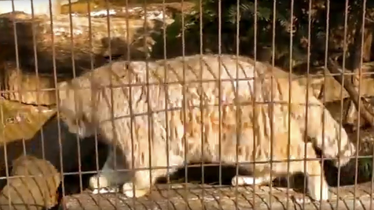 マヌルネコ 十兵衛（東山動植物園）Pallas's Cat 