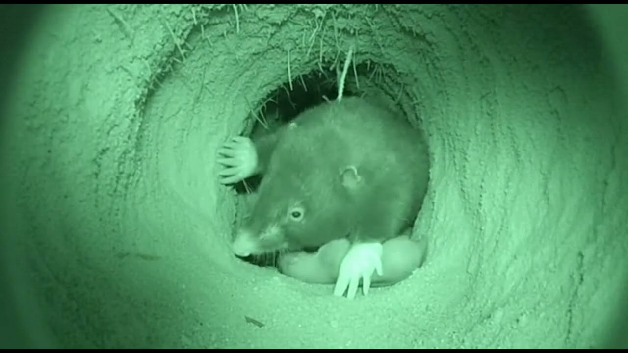 Night Vision Inside a Desert Burrow — Rare Wildlife Footage