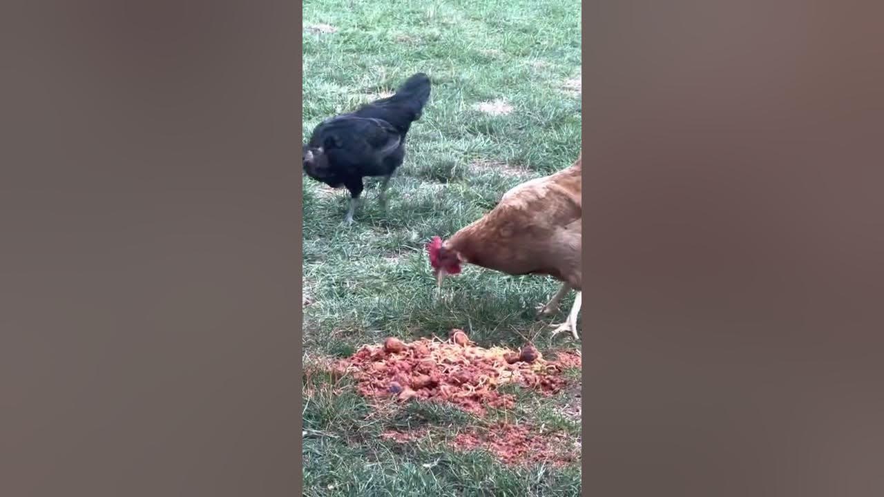 Chickens Eating Spaghetti Leftovers YouTube