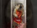 Why Marmots Are Always Fighting 💢 #animals #cute #marmot #groundhogs