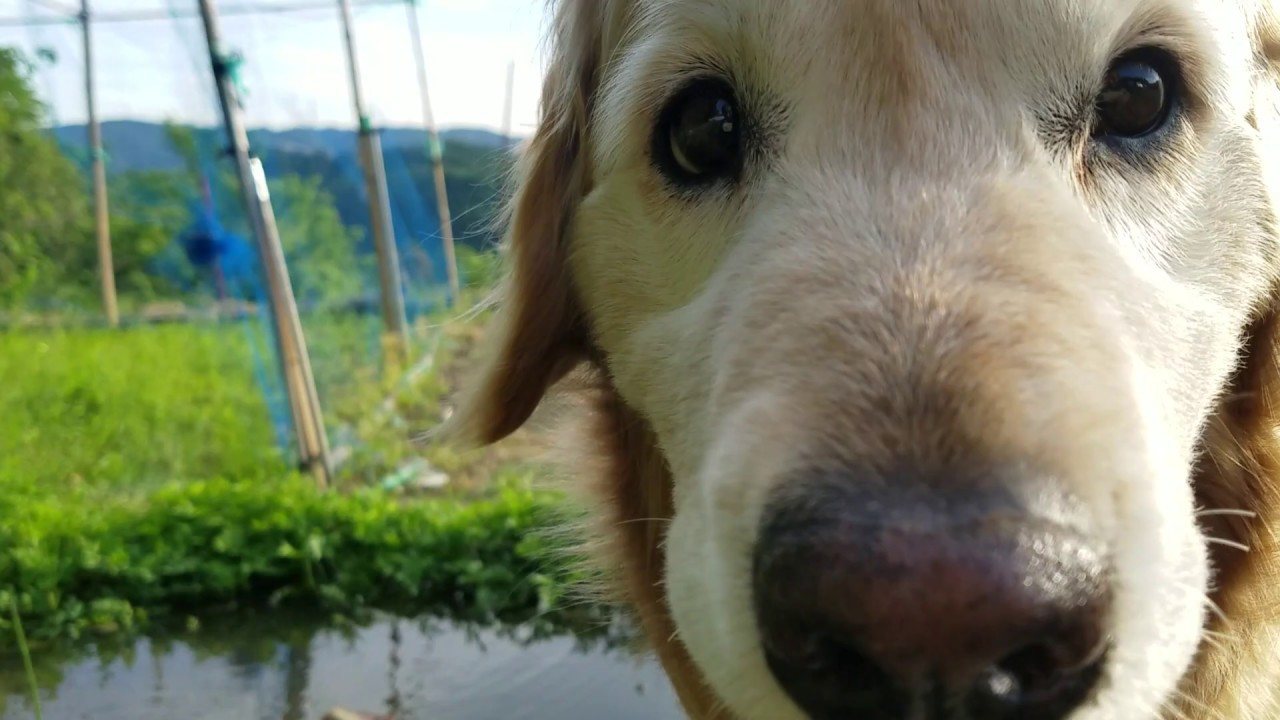 癒し動画 うさぎ Looking golden retriever and the creatures in the biotope