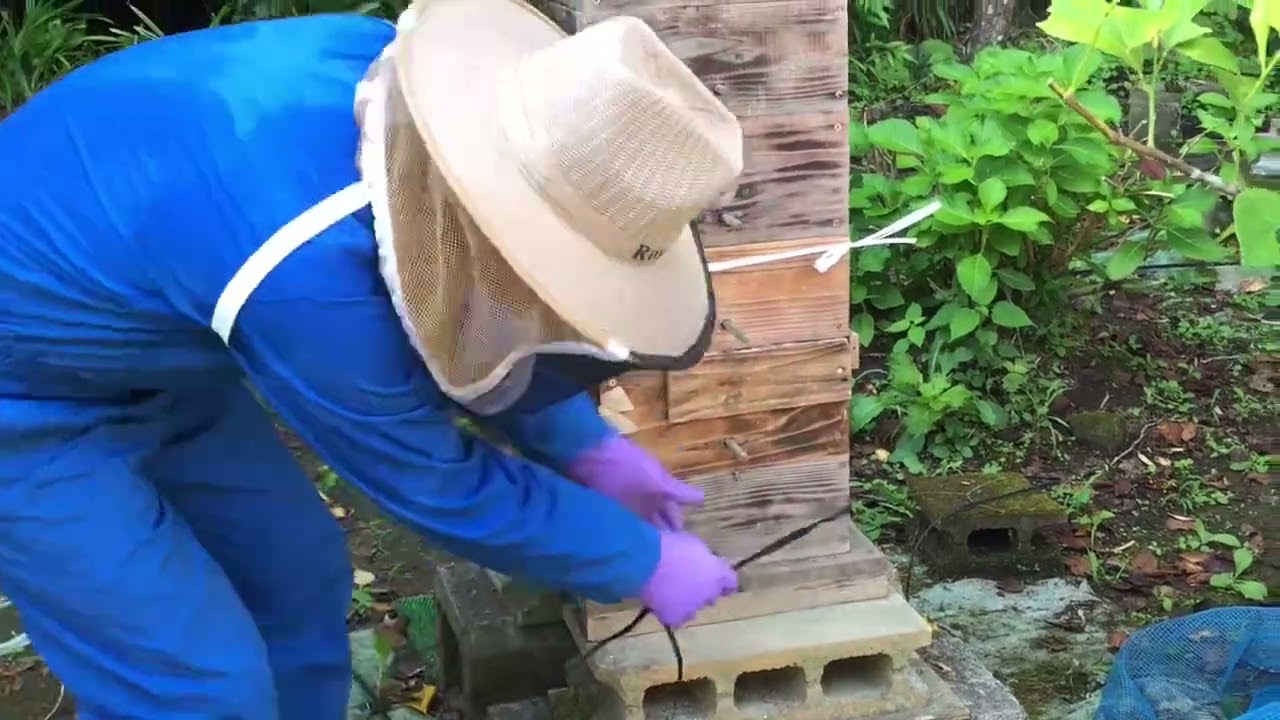 日本蜜蜂　スズメバチ対策