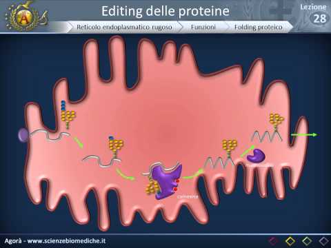 Video: Sviluppo Di Un Metodo Ad Alto Rendimento Per L'identificazione Sistematica Del Potenziale Di Traslocazione Nucleare Delle Proteine umane