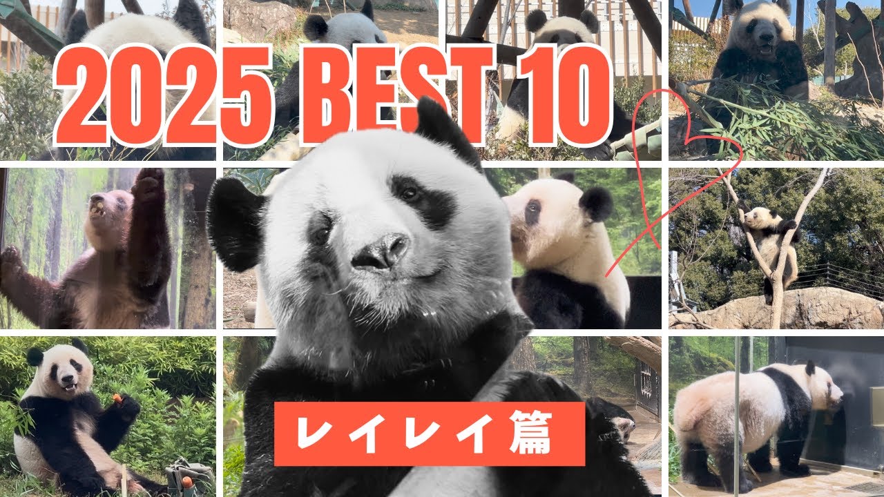 【2025 名場面BEST10  レイレイ篇 】明けましておめでとうございます。2025年も可愛い姿を見せてくれた上野のパンダ、レイレイ。レイちゃんの名場面をランキング方式でご紹介します。